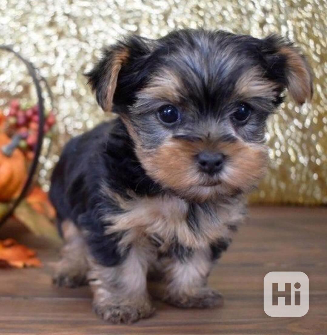 roztomilá jorků  štěňátka k adopci - foto 1