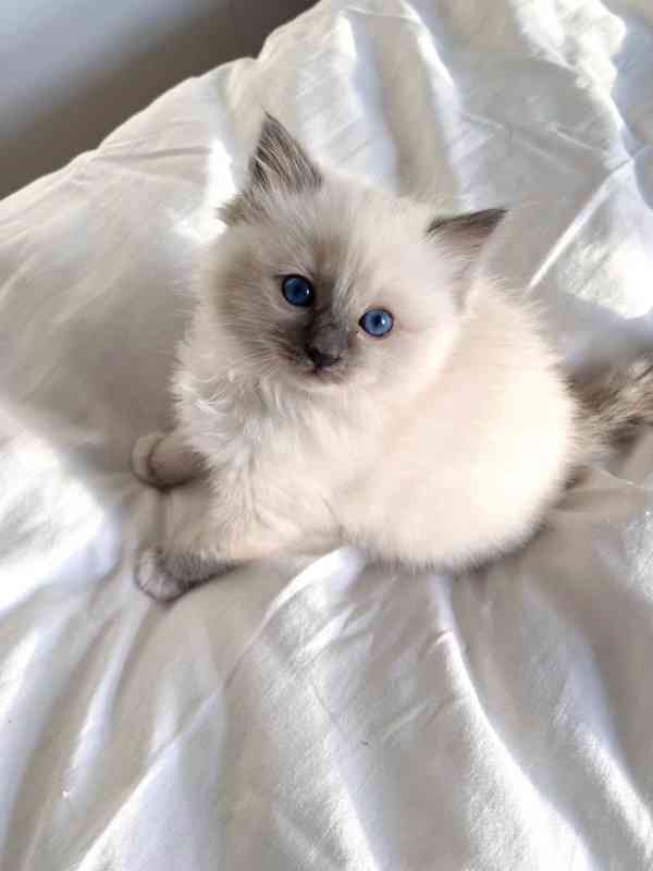 Zdarma ragdoll kotě k adopci hned teď   - foto 2