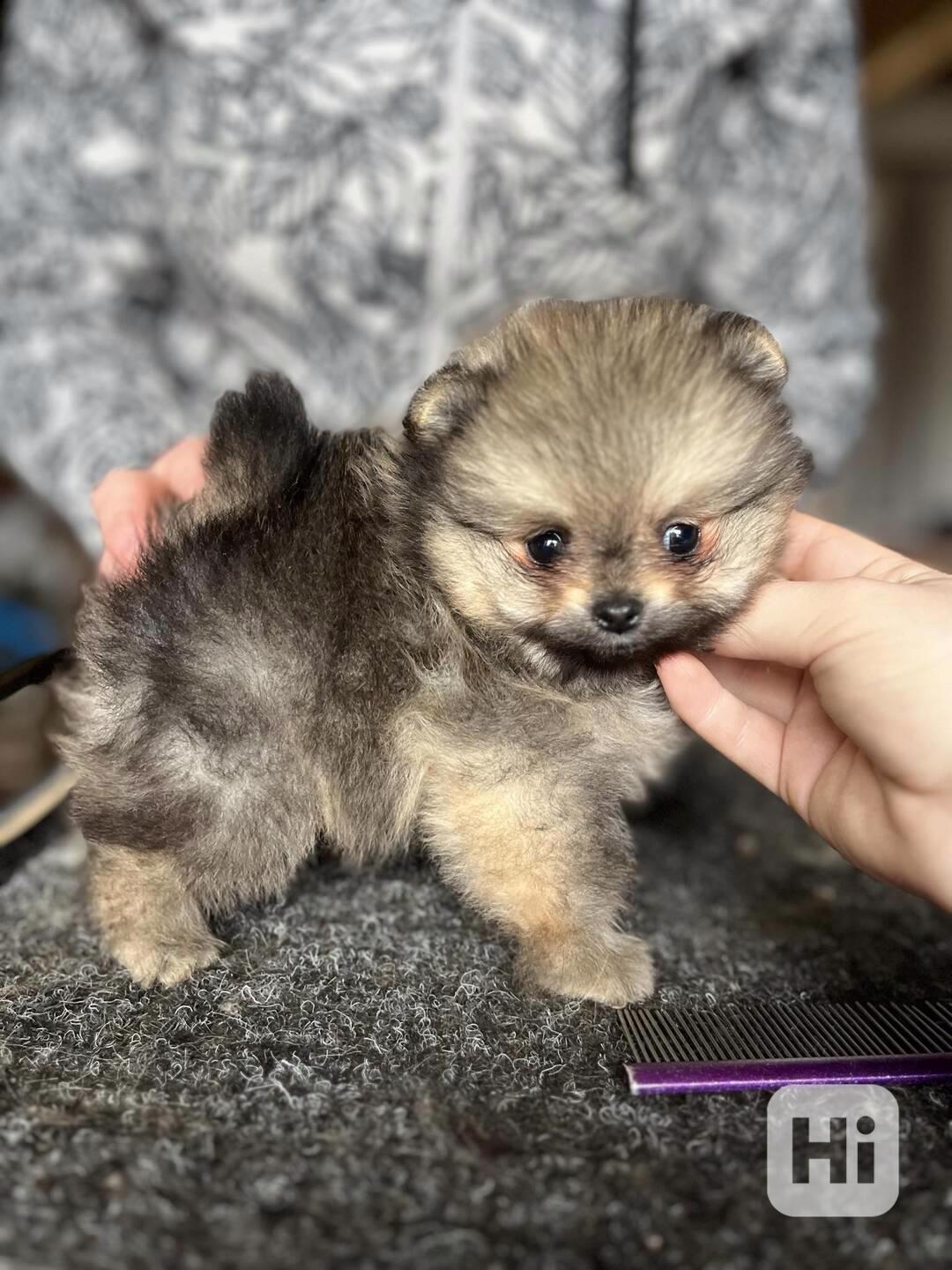 Štěňátko pomeraniana s PP, fenka - foto 1