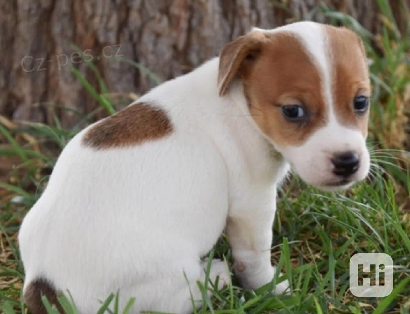 Úžasná štěňata Jack Russell - foto 1