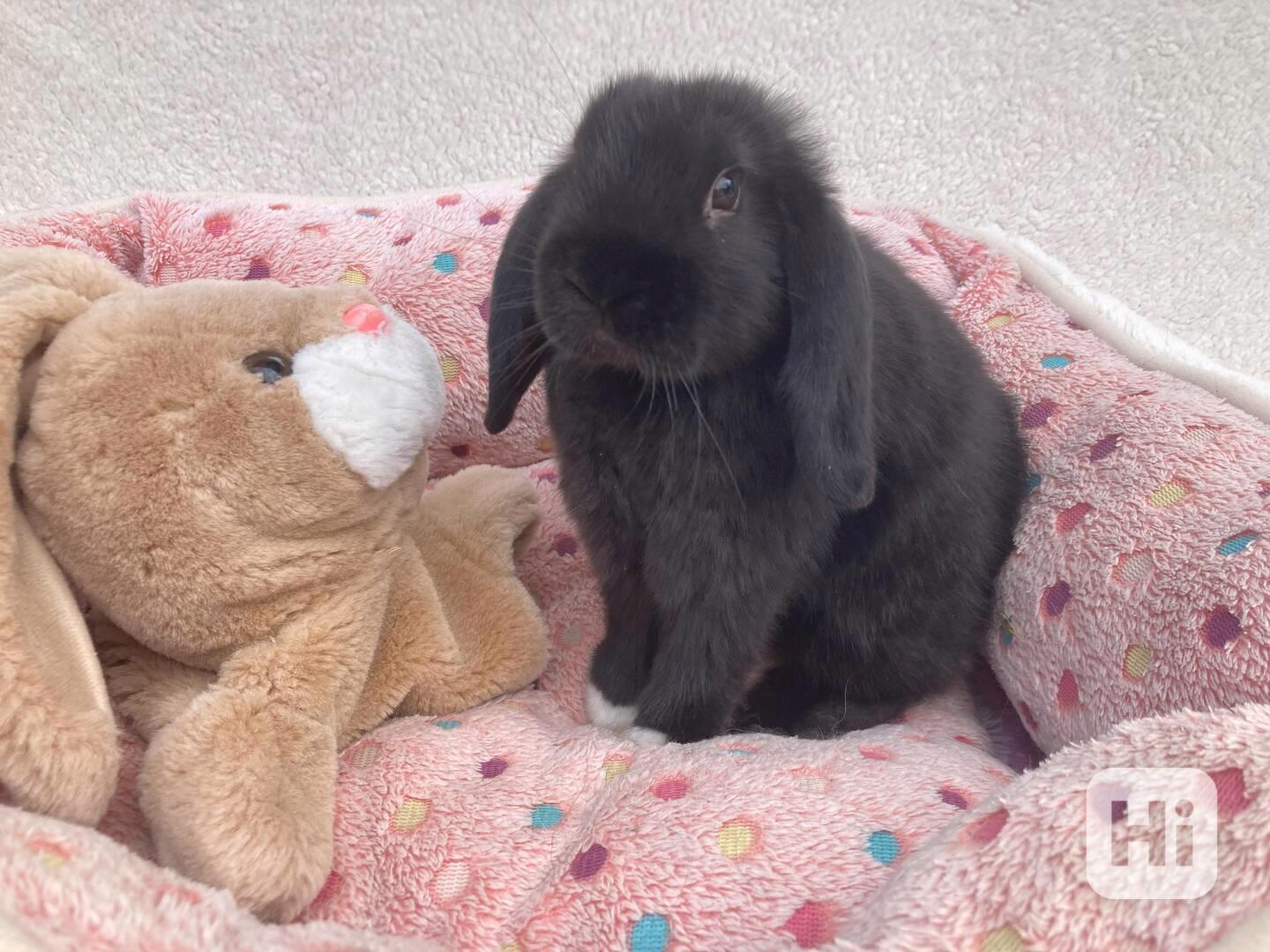 Králíčci - zakrslý beránek minilop - foto 1