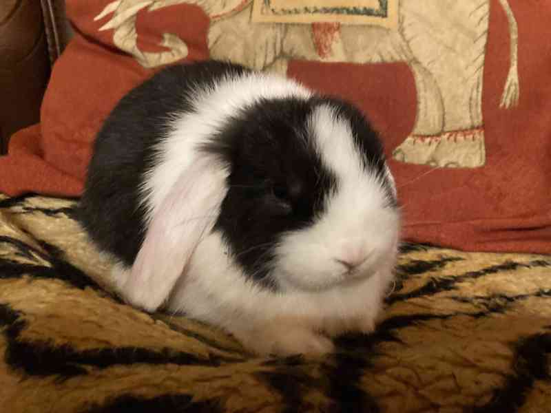 Králíčci - zakrslý beránek minilop - foto 7