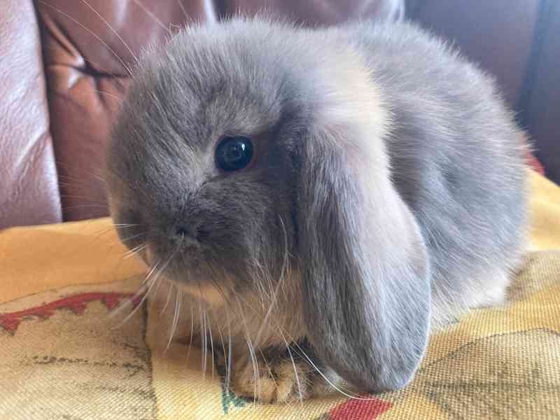 Králíčci - zakrslý beránek minilop - foto 5