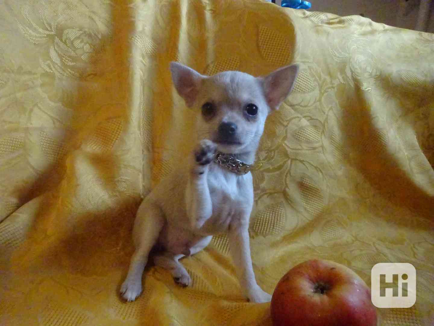 🐶 Nabízím štěňátko čivava bez PP, krátkosrstý pejsek 🐾 - foto 1