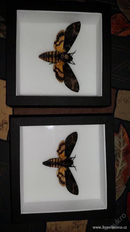 Vypreparovaný motýl Lišaj smrtihlav (Acherontia atropos) - foto 1