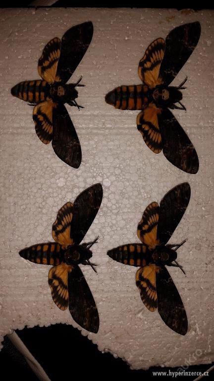 Vypreparovaný motýl Lišaj smrtihlav (Acherontia atropos) - foto 2