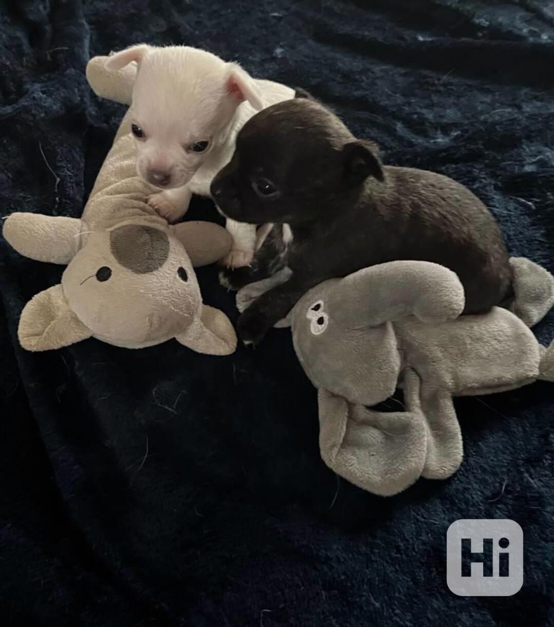 Čivava s PP - foto 1