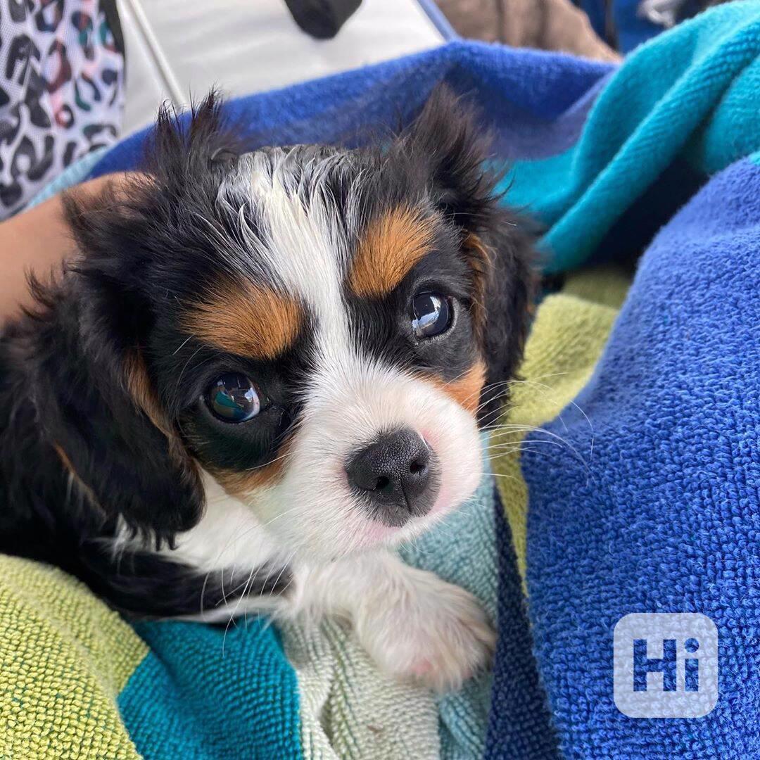 kavaliera king charles - foto 1