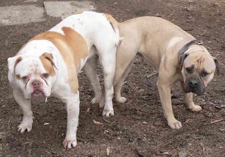 Štěňátka vzácné rasy Arkansas Giant Bulldog s PP! - foto 3