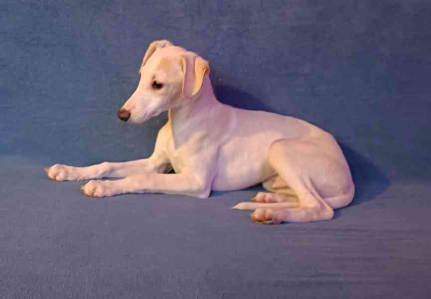 Whippet /Vipet/ - prodám pejska bez pp - foto 1