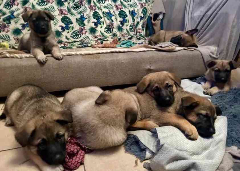 Štěňata německého ovčáka - foto 1