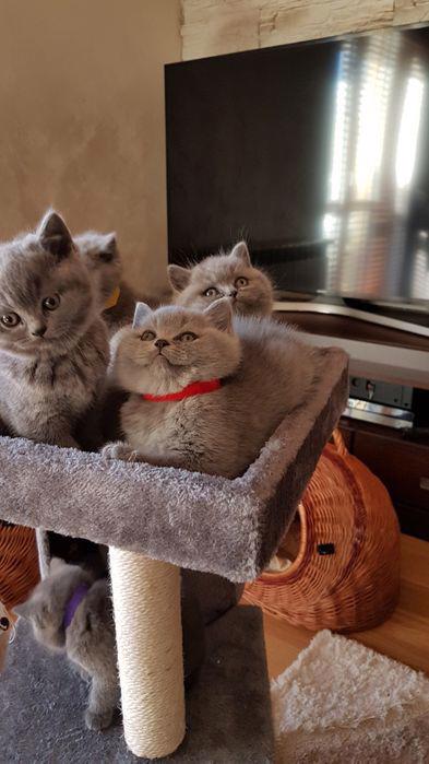 Kocięta brytyjskie krótkowłose