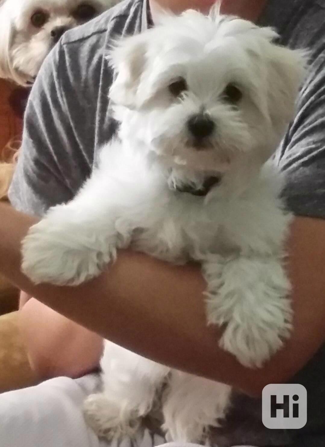 Maltezský psík - štěňátka bez pp - foto 1