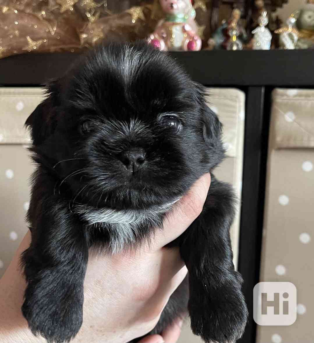 nabízím štěnátka shih-tzu s PP - foto 1