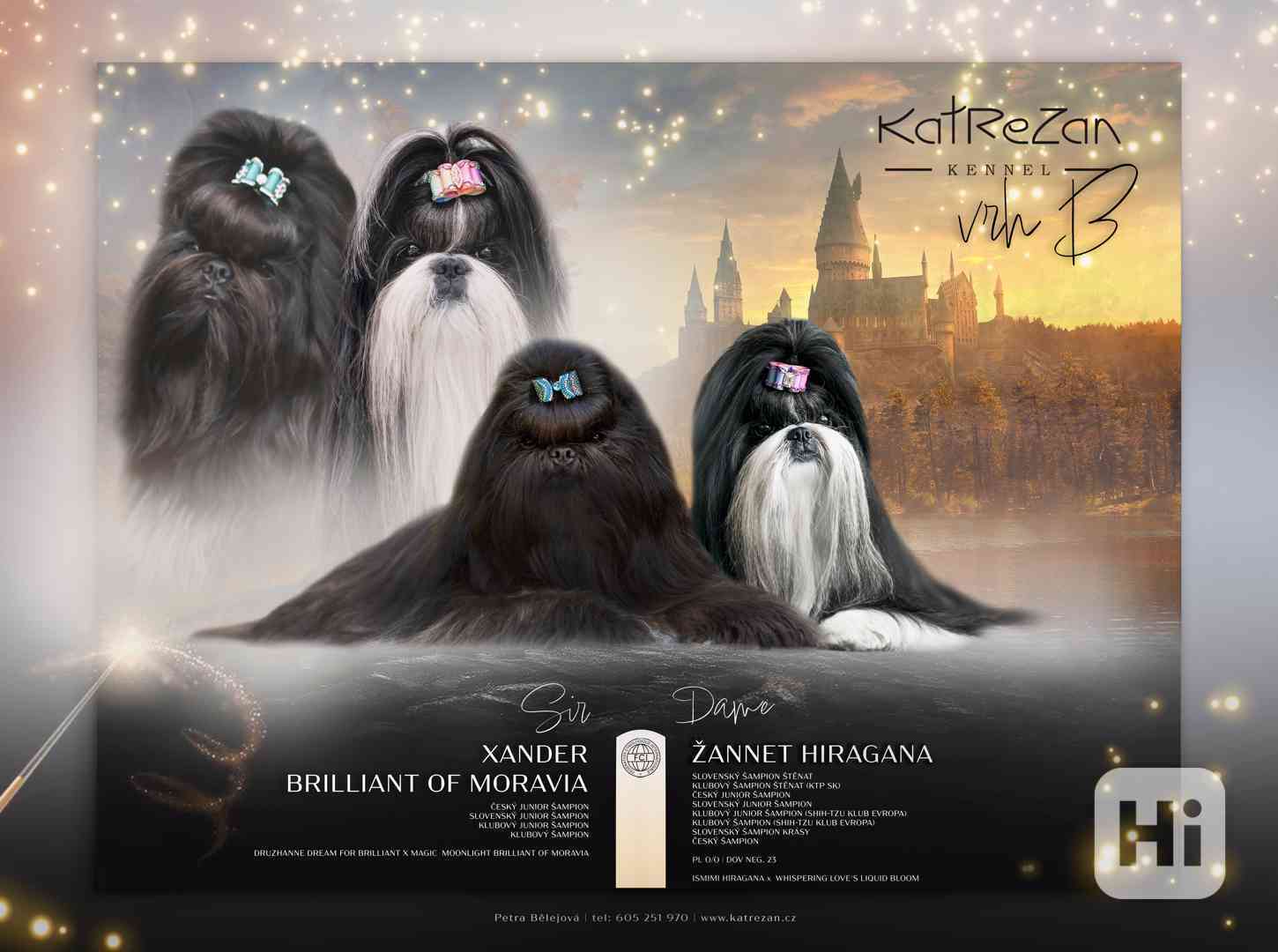 prodej stěnátek shihtzu s PP - foto 1