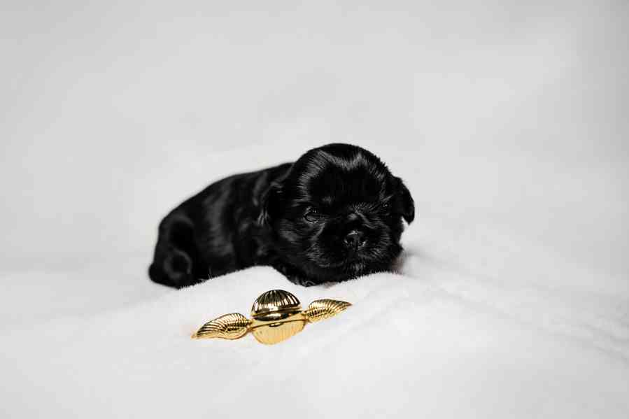 prodej stěnátek shihtzu s PP - foto 13