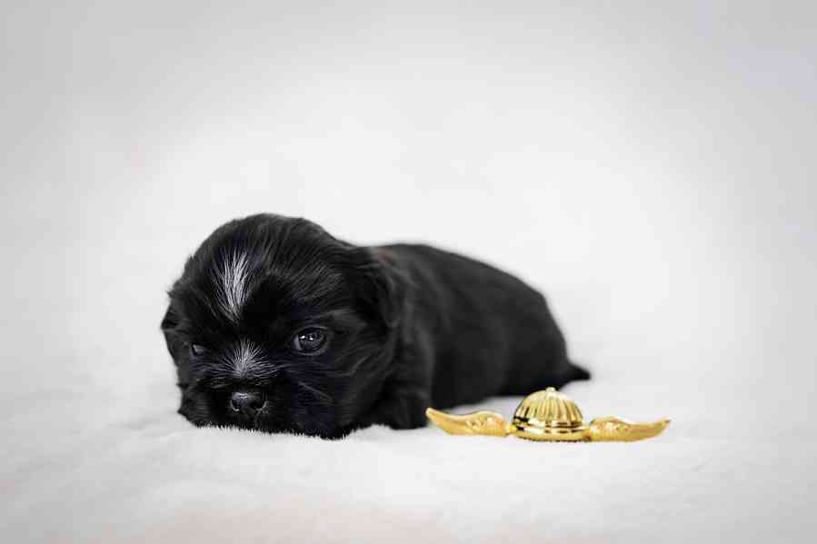 prodej stěnátek shihtzu s PP - foto 8