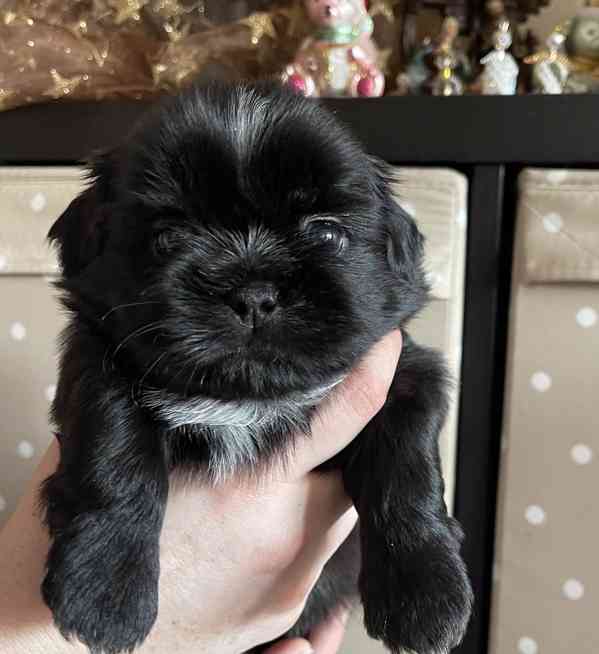 nabízím štěnátka shih-tzu s PP