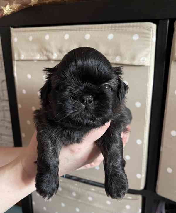 nabízím štěnátka shih-tzu s PP - foto 3