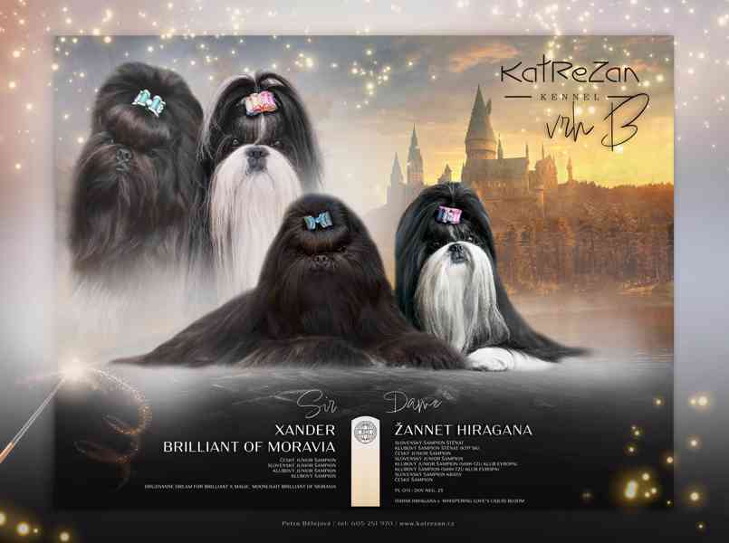 nabízím štěnátka shih-tzu s PP - foto 7