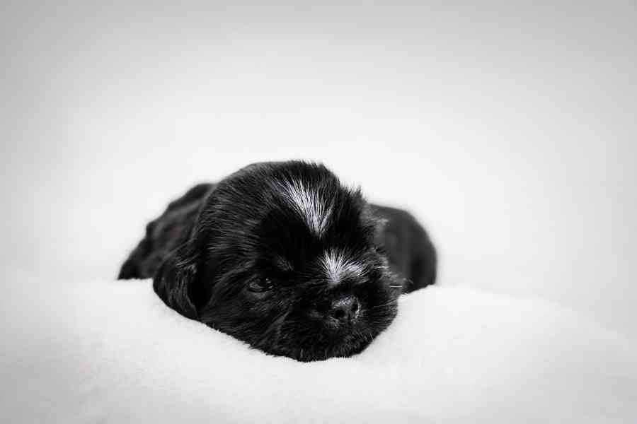 prodej stěnátek shihtzu s PP - foto 9