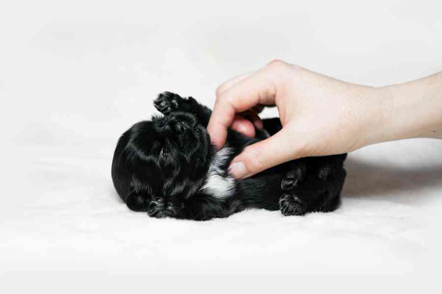 prodej stěnátek shihtzu s PP - foto 14