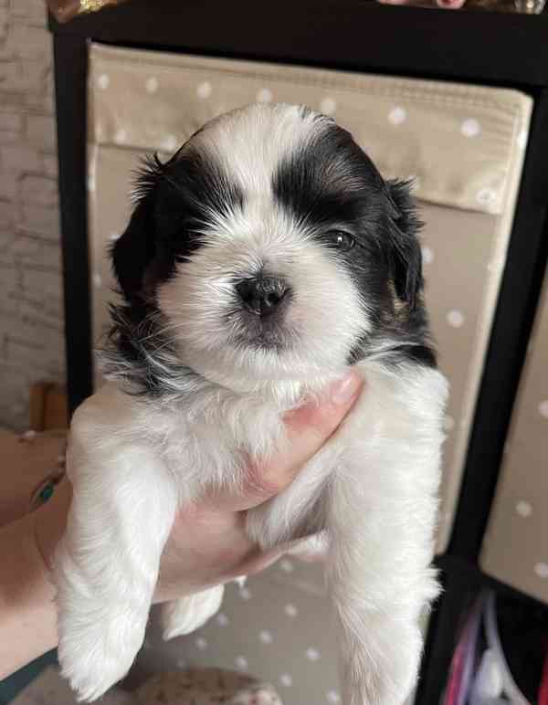 nabízím štěnátka shih-tzu s PP - foto 2