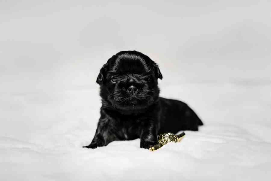 prodej stěnátek shihtzu s PP - foto 2