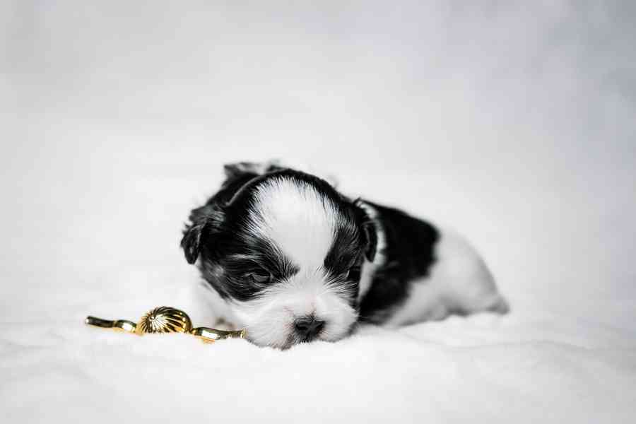 prodej stěnátek shihtzu s PP - foto 6