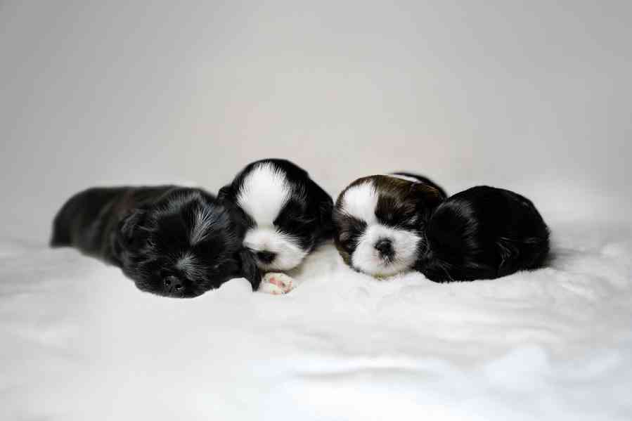 prodej stěnátek shihtzu s PP - foto 10