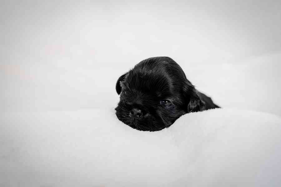 prodej stěnátek shihtzu s PP - foto 3