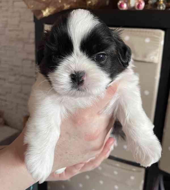 nabízím štěnátka shih-tzu s PP - foto 5