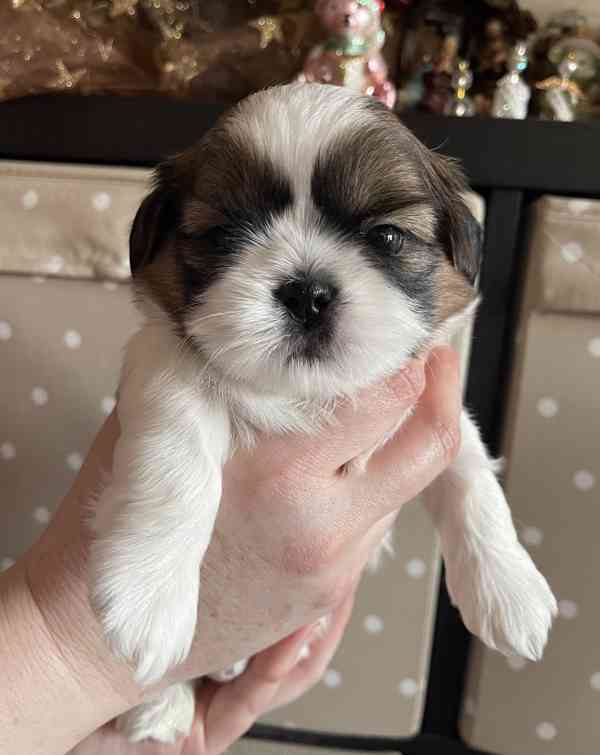 nabízím štěnátka shih-tzu s PP - foto 4