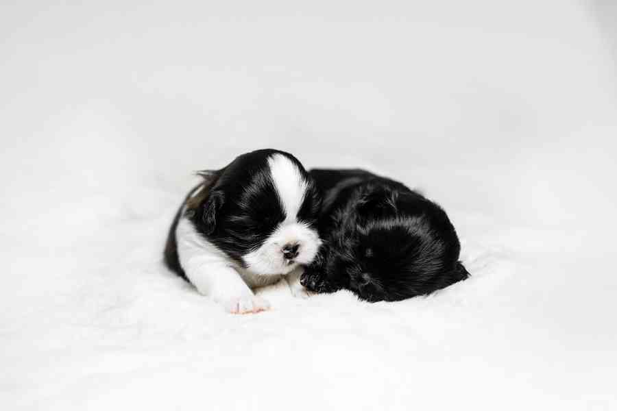 nabízím štěnátka shih-tzu s PP - foto 8