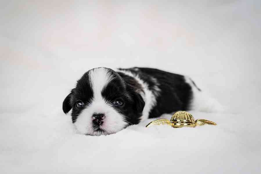 prodej stěnátek shihtzu s PP - foto 11