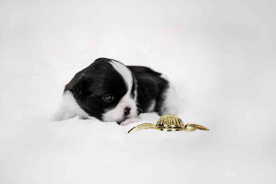 prodej stěnátek shihtzu s PP - foto 12