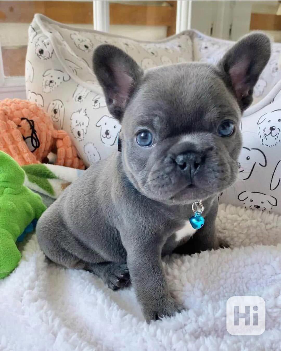 Francouzský buldoček na prodej bez pp - foto 1