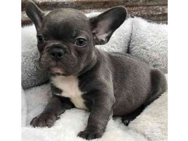 Francouzský buldoček na prodej bez pp - foto 2