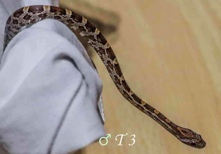 Mláďata gutek (užovka červená) - foto 3
