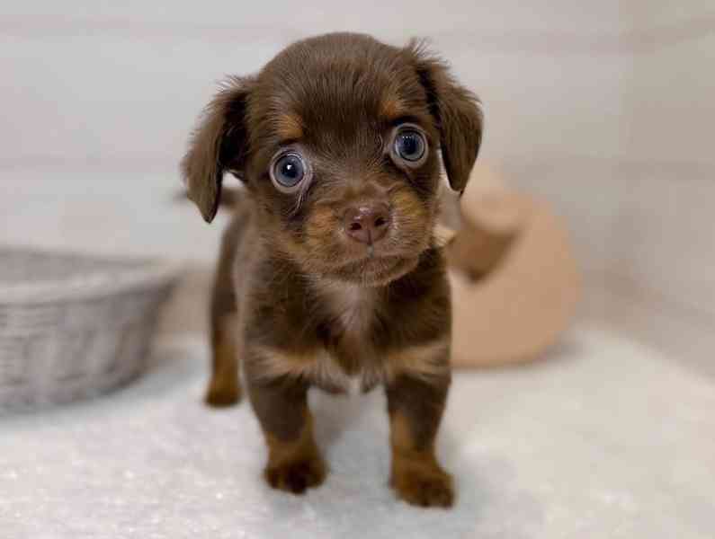 štěně jezevčíka k adopci