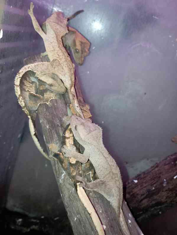 Correlophus Ciliatus - foto 8