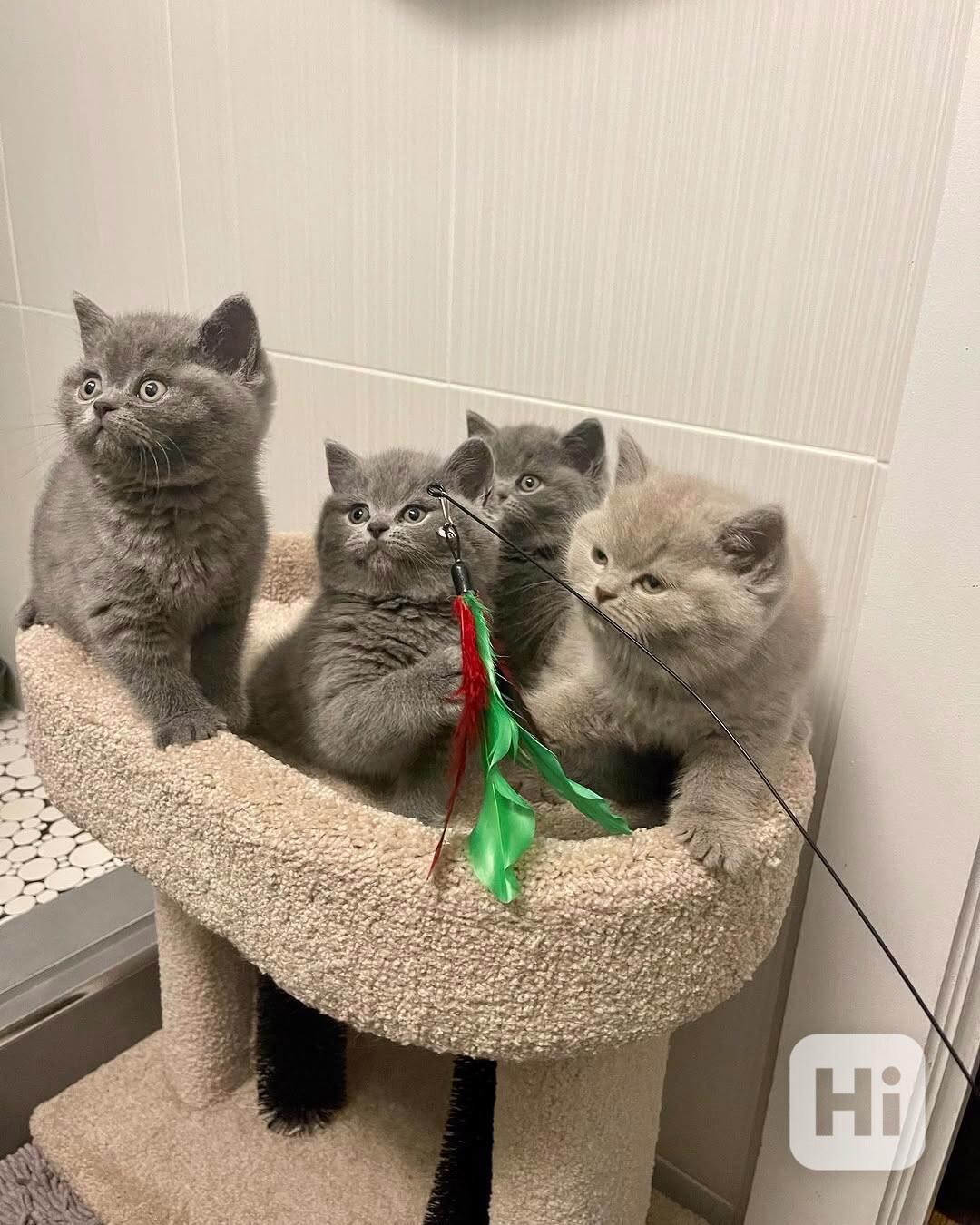 Krásná krátkosrstá koťátka - foto 1