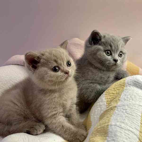 Krásná krátkosrstá koťátka - foto 3