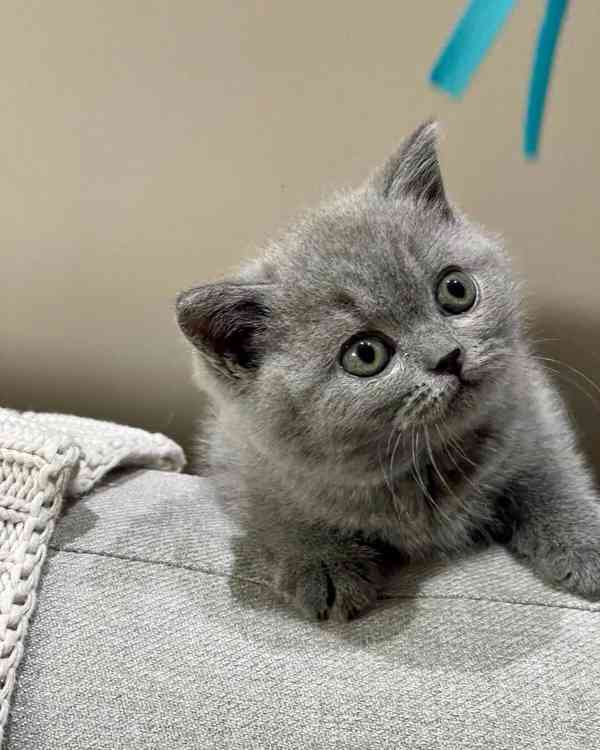 Krásná krátkosrstá koťátka - foto 2