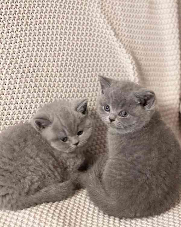 Krásná krátkosrstá koťátka - foto 4