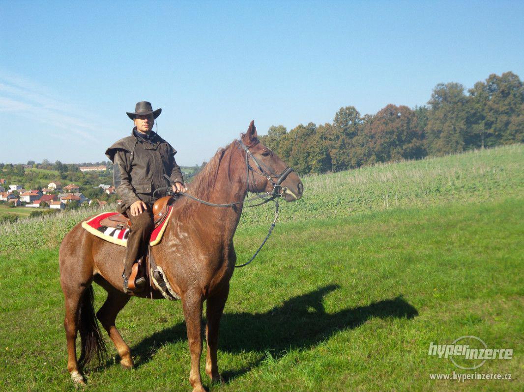 Kobyla český teplokrevník - foto 1