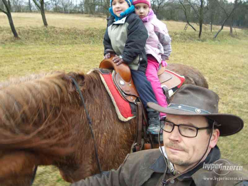 Kobyla český teplokrevník - foto 4