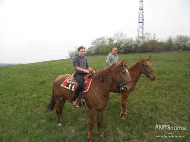 Kobyla český teplokrevník - foto 5