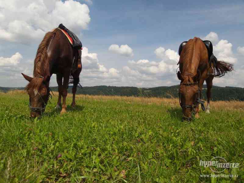 Kobyla český teplokrevník - foto 6
