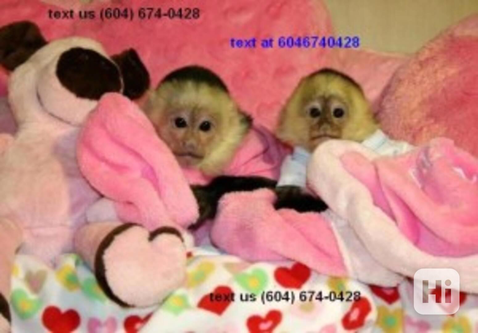 Dobře vycvičená kapucínská opice k adopci zdarma - foto 1
